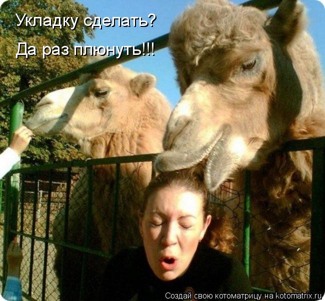 Укладку сделать? Да раз плюнуть!!!... Котоматрица: Укладку сделать? Да раз плюнуть!!!