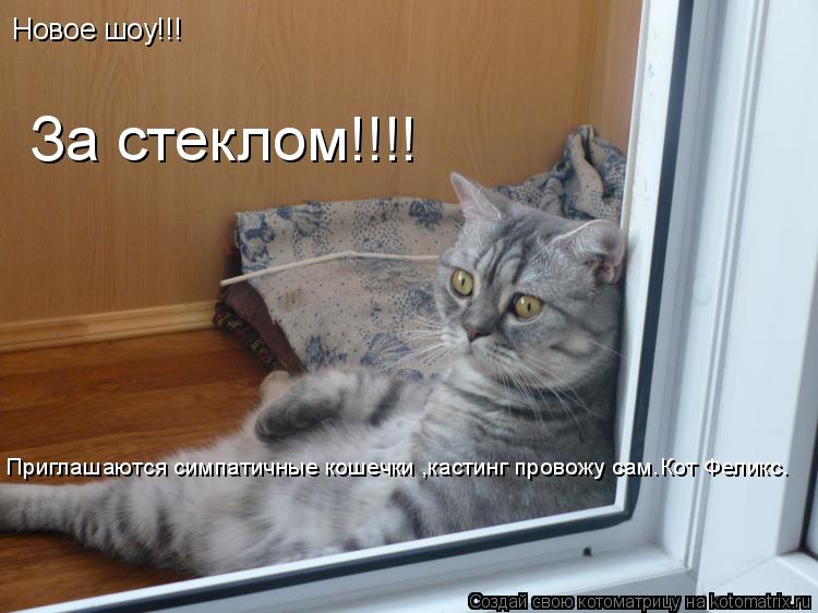 Котоматрица: Новое шоу!!! За стеклом!!!! Приглашаются симпатичные кошечки ,кастинг провожу сам.Кот Феликс.