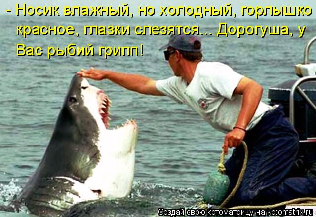Котоматрица: - Носик влажный, но холодный, горлышко  красное, глазки слезятся... Дорогуша, у Вас рыбий грипп!