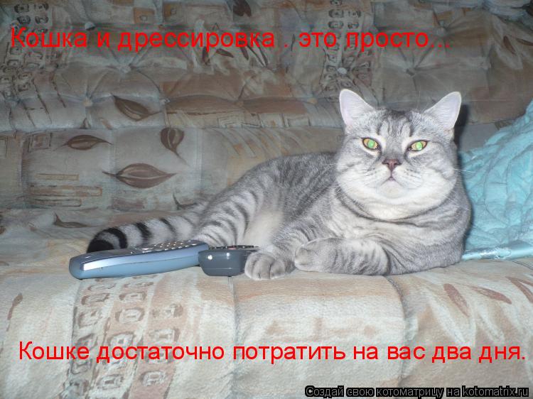 Котоматрица: Кошка и дрессировка – это просто...   Кошке достаточно потратить на вас два дня.