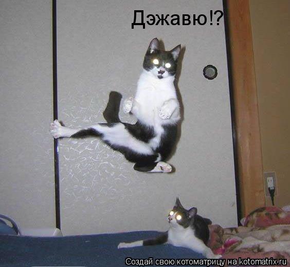 Котоматрица: Дэжавю!?