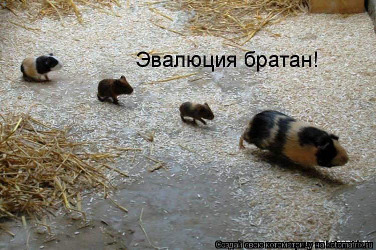 Котоматрица: Эвалюция братан!