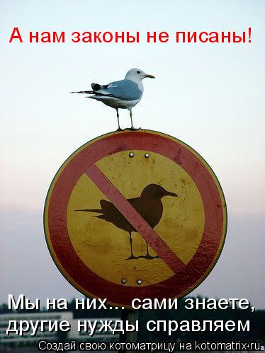 Котоматрица: А нам законы не писаны! Мы на них... сами знаете, другие нужды справляем