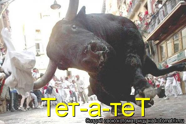 Котоматрица: Тет-а-теТ