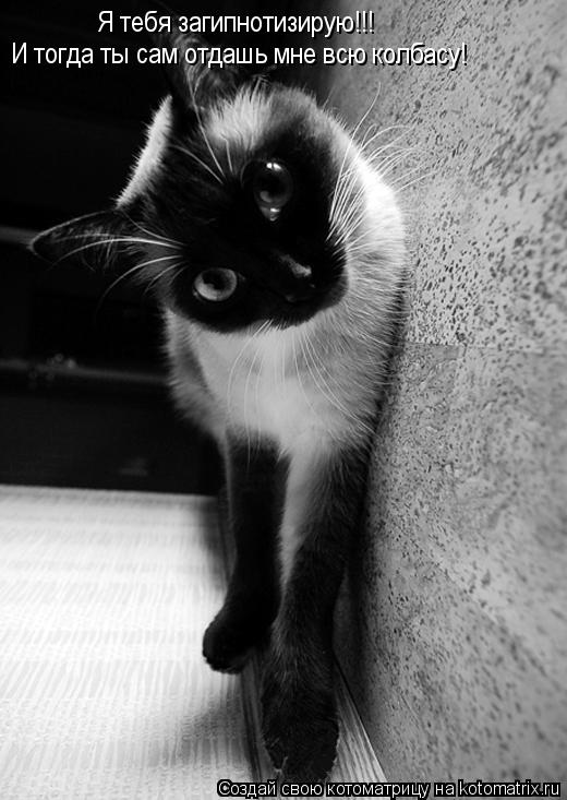 Котоматрица: Я тебя загипнотизирую!!! И тогда ты сам отдашь мне всю колбасу!