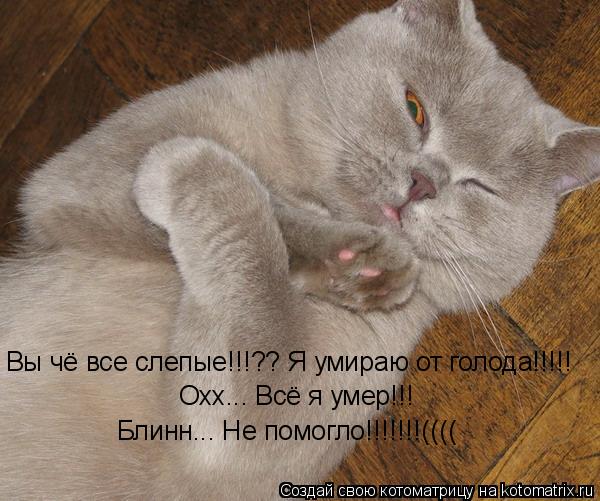 Котоматрица: Вы чё все слепые!!!?? Я умираю от голода!!!!! Охх... Всё я умер!!! Блинн... Не помогло!!!!!!!((((