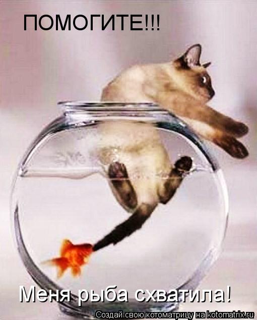 Котоматрица: ПОМОГИТЕ!!! Меня рыба схватила!