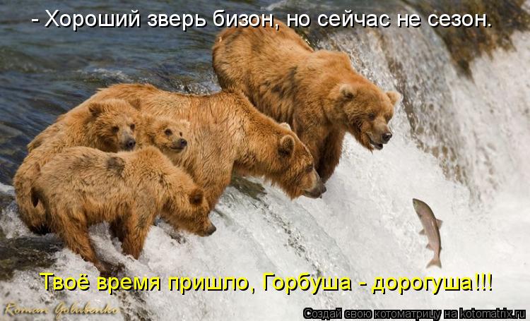 Котоматрица: - Хороший зверь бизон, но сейчас не сезон. Твоё время пришло, Горбуша - дорогуша!!!