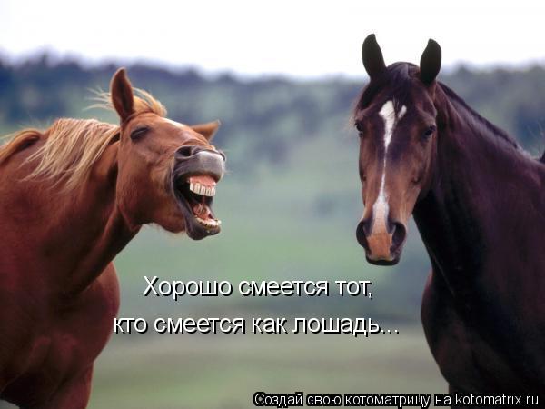 Котоматрица: Хорошо смеется тот, кто смеется как лошадь...