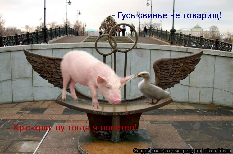Котоматрица: - Гусь свинье не товарищ!   - Хрю-хрю, ну тогда я полетел!