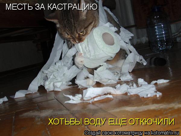 Котоматрица: МЕСТЬ ЗА КАСТРАЦИЮ ХОТЬБЫ ВОДУ ЕЩЕ ОТКЮЧИЛИ