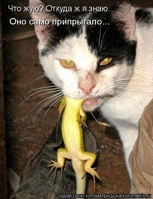 Котоматрица: Что жую? Откуда ж я знаю... Оно само припрыгало...