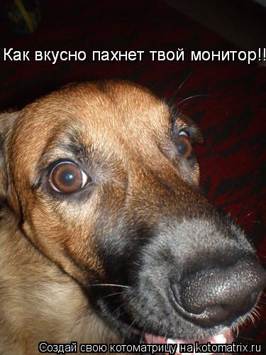 Котоматрица: Как вкусно пахнет твой монитор!!! Как вкусно пахнет твой монитор!!!