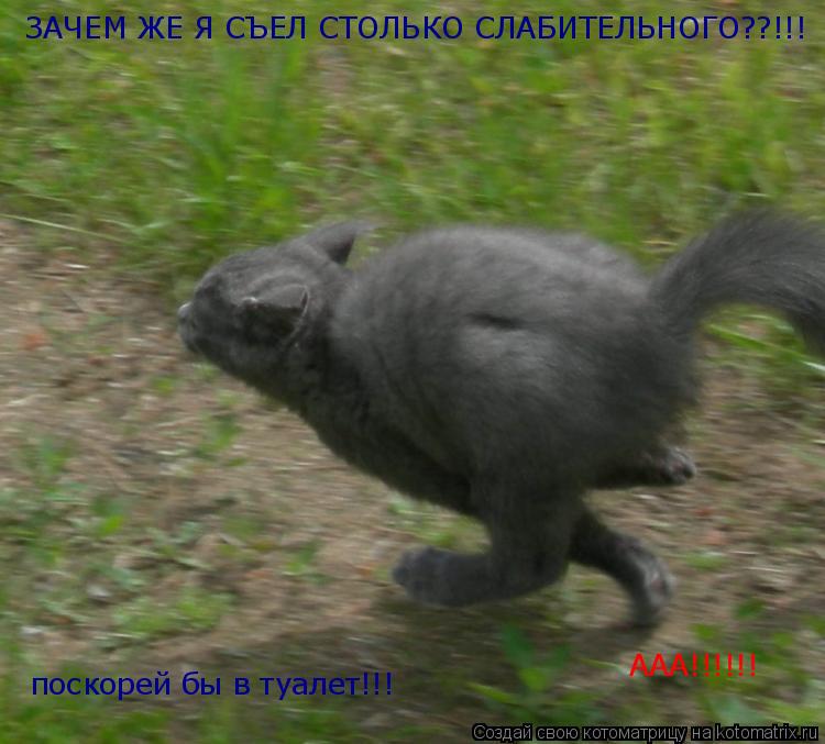 Котоматрица: ЗАЧЕМ ЖЕ Я СЪЕЛ СТОЛЬКО СЛАБИТЕЛЬНОГО??!!! поскорей бы в туалет!!! ААА!!!!!!