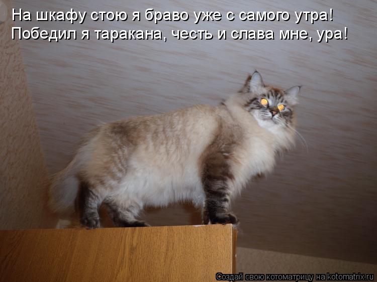 Котоматрица: На шкафу стою я браво уже с самого утра! Победил я таракана, честь и слава мне, ура!