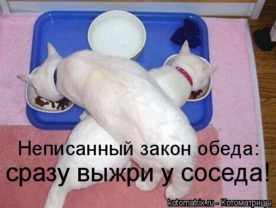 Котоматрица: Неписанный закон обеда: сразу выжри у соседа!