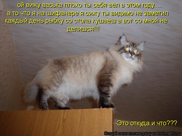 Котоматрица: ой вижу васька плохо ты себя вёл в этом году..... -Это откуда и что??? а то что я на шифанере я сижу ты видимо не заметил  каждый день рыбку со сто