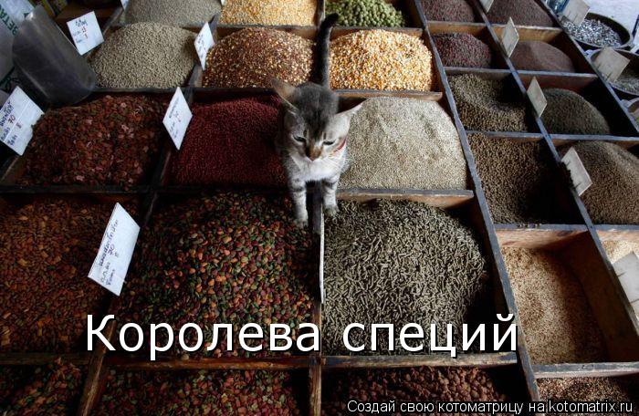 Котоматрица: Королева специй