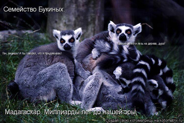 Котоматрица: Семейство Букиных. Мадагаскар. Миллиарды лет до нашей эры Ген, видишь! А ты говорил, что я придумываю! Бросай детей и лезь на дерево, дура!
