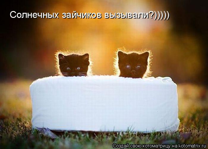 Котоматрица: Солнечных зайчиков вызывали?)))))