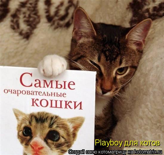 Котоматрица: Playboy для котов