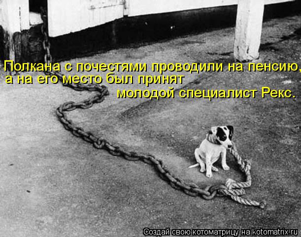 Полкана с почестями проводили на пенсию, а на его место был принят молодой специалист Рекс.... Котоматрица: Полкана с почестями проводили на пенсию, а на его место был принят молодой специалист Рекс.
