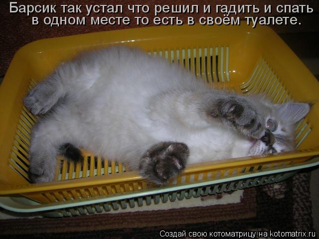 Котоматрица: Барсик так устал что решил и гадить и спать  в одном месте то есть в своём туалете.