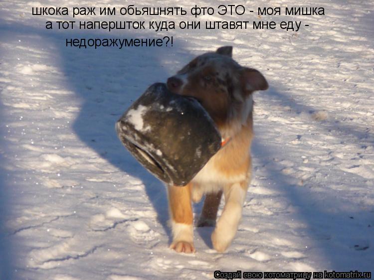 Котоматрица: шкока раж им обьяшнять фто ЭТО - моя мишка а тот напершток куда они штавят мне еду - недоражумение?!