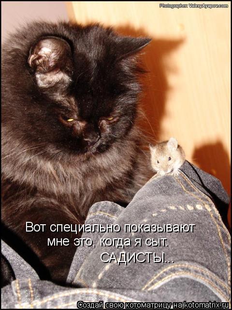 Котоматрица: Вот специально показывают  мне это, когда я сыт. САДИСТЫ...