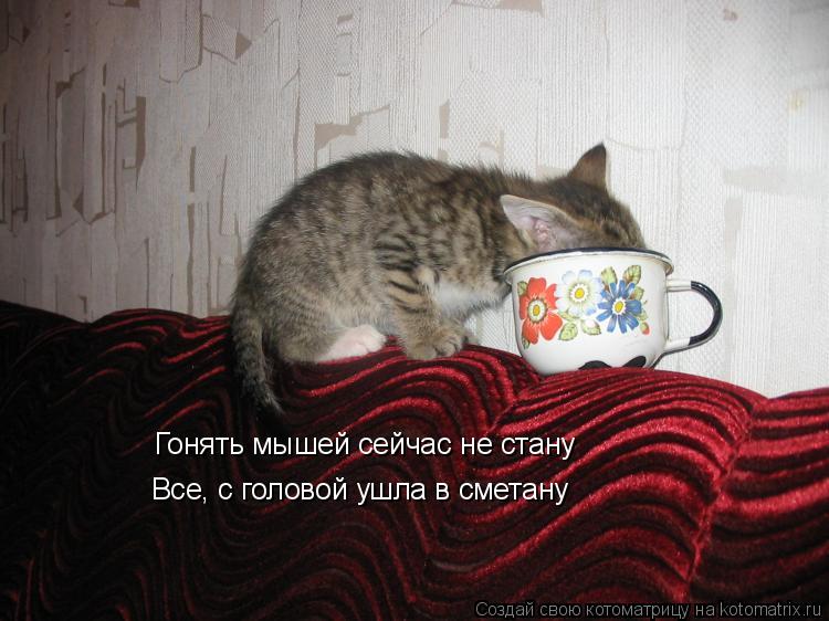 Котоматрица: Гонять мышей сейчас не стану Все, с головой ушла в сметану