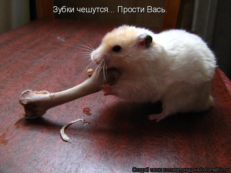Зубки чешутся... Прости Вась.... Котоматрица: Зубки чешутся... Прости Вась.