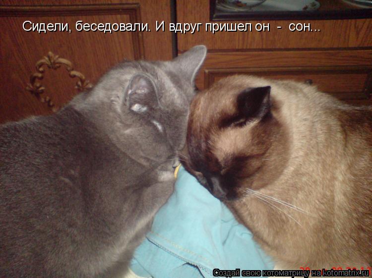 Котоматрица: Сидели, беседовали. И вдруг пришел он  -  сон...