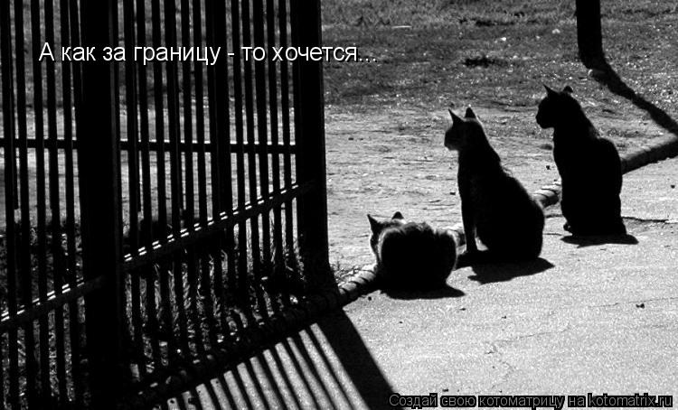 Котоматрица: А как за границу - то хочется...