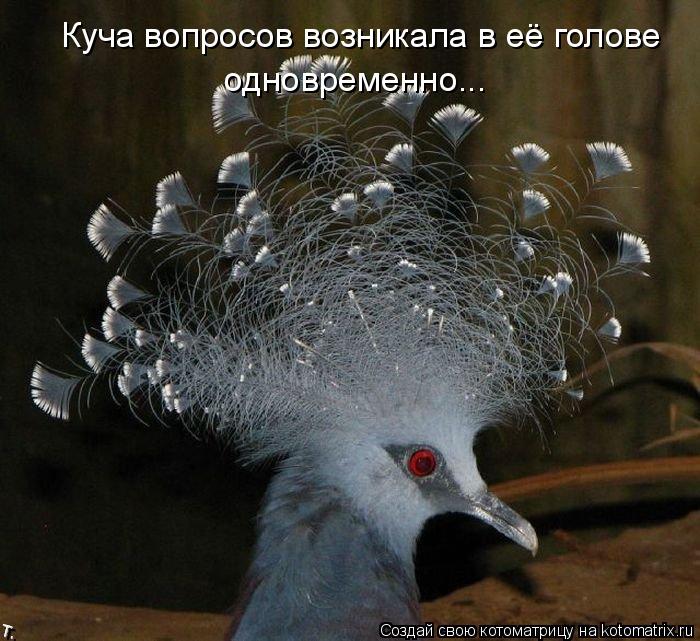 Котоматрица: Куча вопросов возникала в её голове   одновременно...