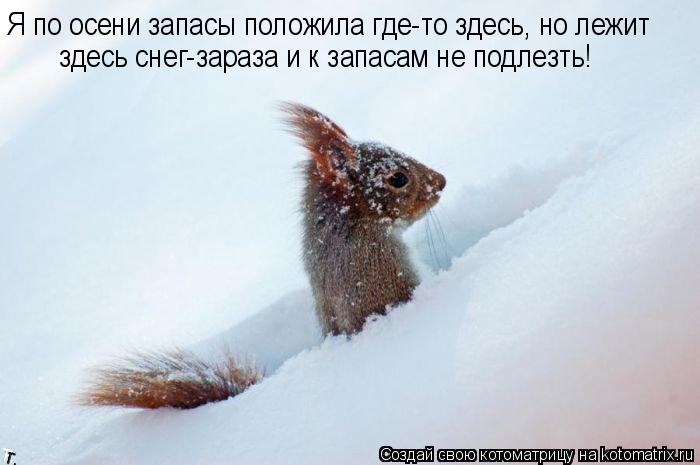 Я по осени запасы положила где-то здесь, но лежит здесь снег-зараза и к запасам не подлезть!... Котоматрица: Я по осени запасы положила где-то здесь, но лежит здесь снег-зараза и к запасам не подлезть!