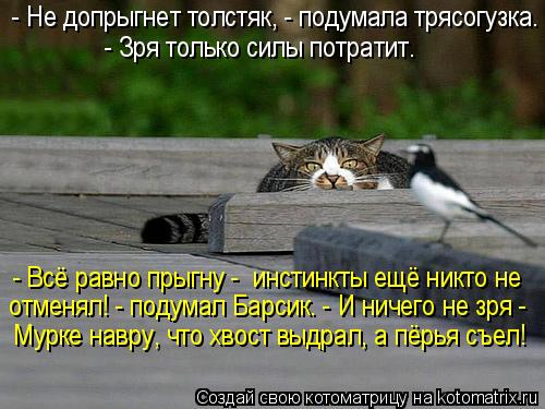 - Не допрыгнет толстяк, - подумала трясогузка. - Зря только силы потратит. - Всё равно прыгну - ин... Котоматрица: - Не допрыгнет толстяк, - подумала трясогузка. - Зря только силы потратит. - Всё равно прыгну - инстинкты ещё никто не отменял! - подумал Барси
