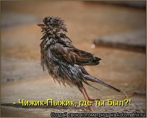 - Чижик-Пыжик, где ты был?!... Котоматрица: - Чижик-Пыжик, где ты был?!