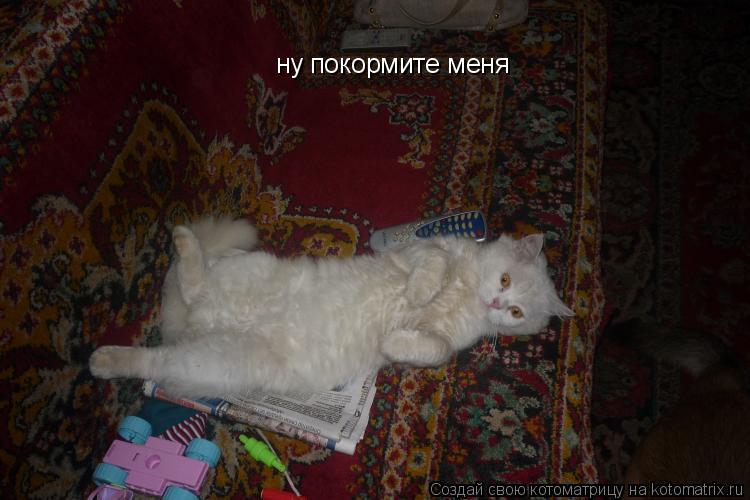 ну покормите меня ну покормите меня... Котоматрица: ну покормите меня ну покормите меня