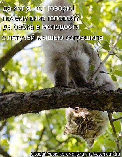 да кот я, кот говорю! почему вниз головой? да бабка в молодости с летучей мышью согрешила...... Котоматрица: да кот я, кот говорю! почему вниз головой? да бабка в молодости с летучей мышью согрешила...