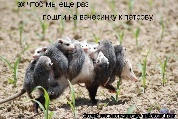 эх чтоб мы еще раз пошли на вечеринку к петрову...... Котоматрица: эх чтоб мы еще раз пошли на вечеринку к петрову...