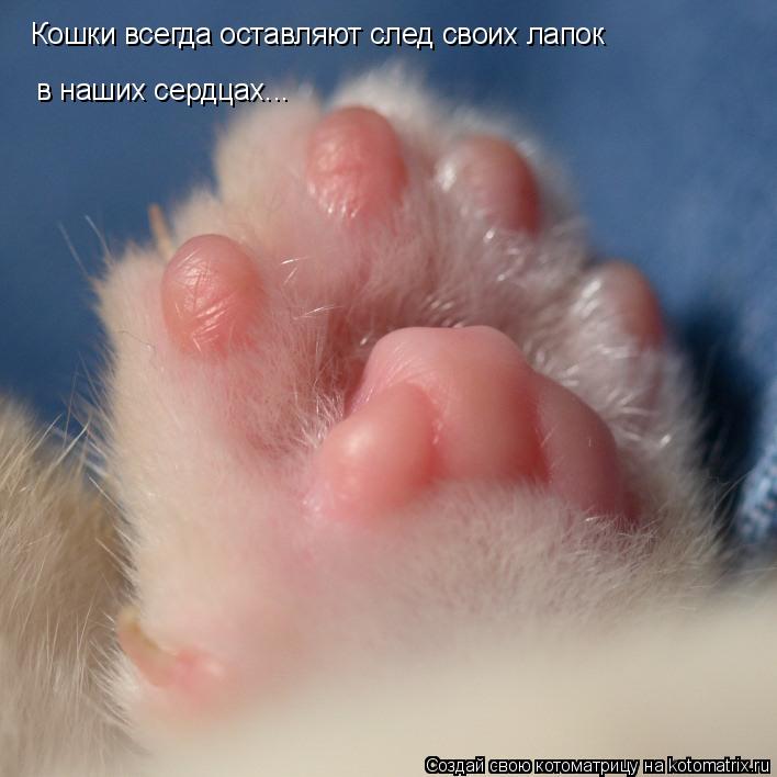 Кошки всегда оставляют след своих лапок в наших сердцах...... Котоматрица: Кошки всегда оставляют след своих лапок в наших сердцах...