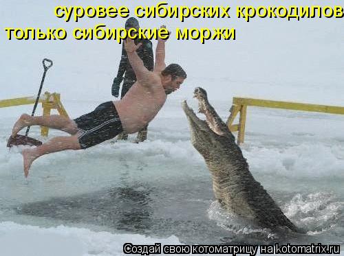 Котоматрица: суровее сибирских крокодилов только сибирские моржи