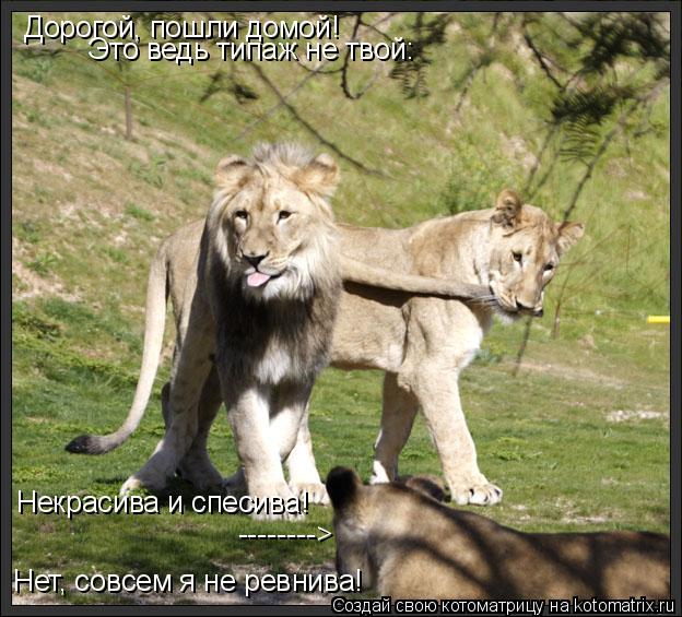 Дорогой, пошли домой! Это ведь типаж не твой: Некрасива и спесива! Нет, совсем я не ревнива! --------... Котоматрица: Дорогой, пошли домой! Это ведь типаж не твой: Некрасива и спесива! Нет, совсем я не ревнива! -------->
