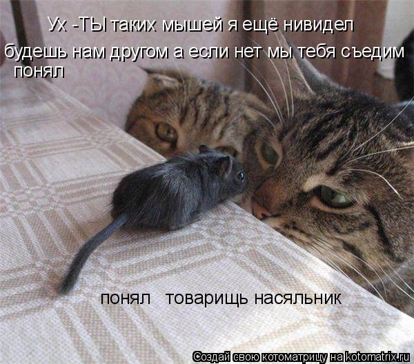 Котоматрица: Ух -ТЫ таких мышей я ещё нивидел  будешь нам другом а если нет мы тебя съедим              понял         понял   товарищь насяльник