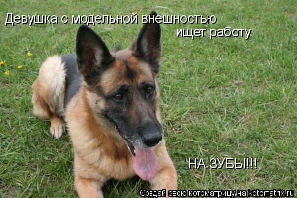 Котоматрица: Девушка с модельной внешностью ищет работу  НА ЗУБЫ!!!