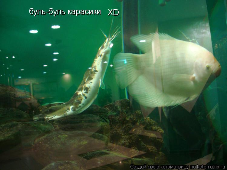 Котоматрица: буль-буль карасики XD
