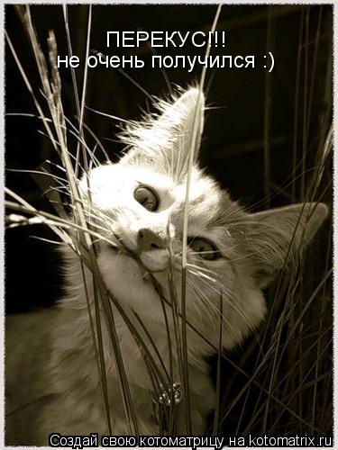 Котоматрица: ПЕРЕКУС!!! не очень получился :)