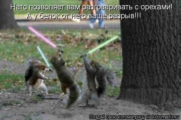 Котоматрица: Натс позволяет вам разговаривать с орехами! А у белок от него ваще разрыв!!!