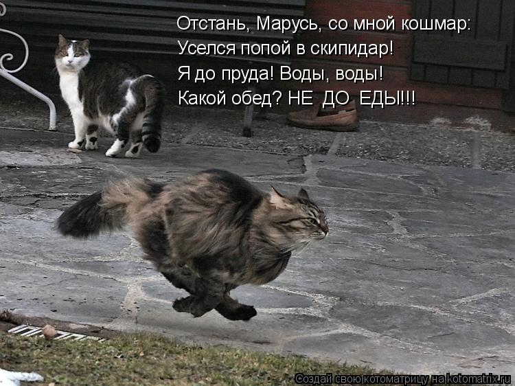 Отстань, Марусь, со мной кошмар: Уселся попой в скипидар! Я до пруда! Воды, воды! Какой обед? НЕ ДО ... Котоматрица: Отстань, Марусь, со мной кошмар: Уселся попой в скипидар! Я до пруда! Воды, воды! Какой обед? НЕ ДО ЕДЫ!!!