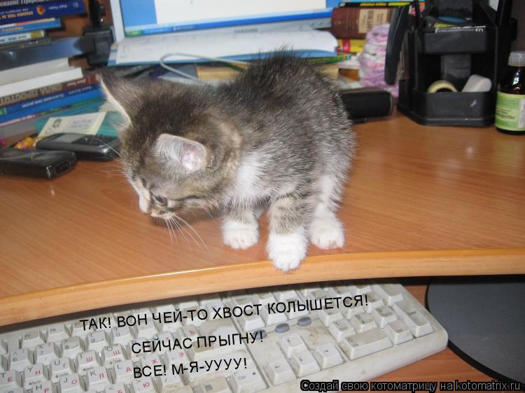 Котоматрица: ТАК! ВОН ЧЕЙ-ТО ХВОСТ КОЛЫШЕТСЯ!  СЕЙЧАС ПРЫГНУ! ВСЕ! М-Я-УУУУ!